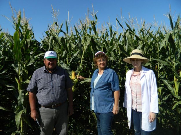 2015 - 2016 Taşpınar Kasabası